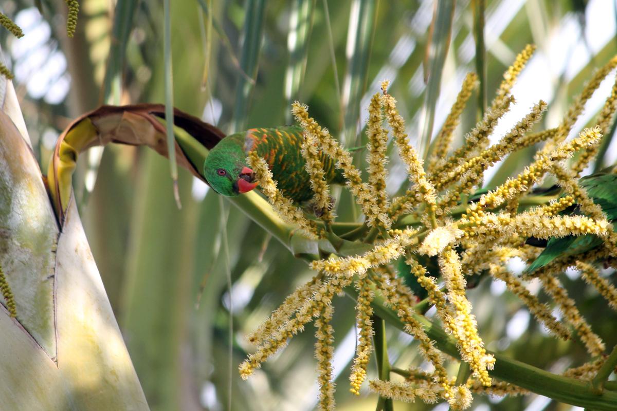 Scaly-breasted Lorikeet (Trichoglossus chlorolepidotus)