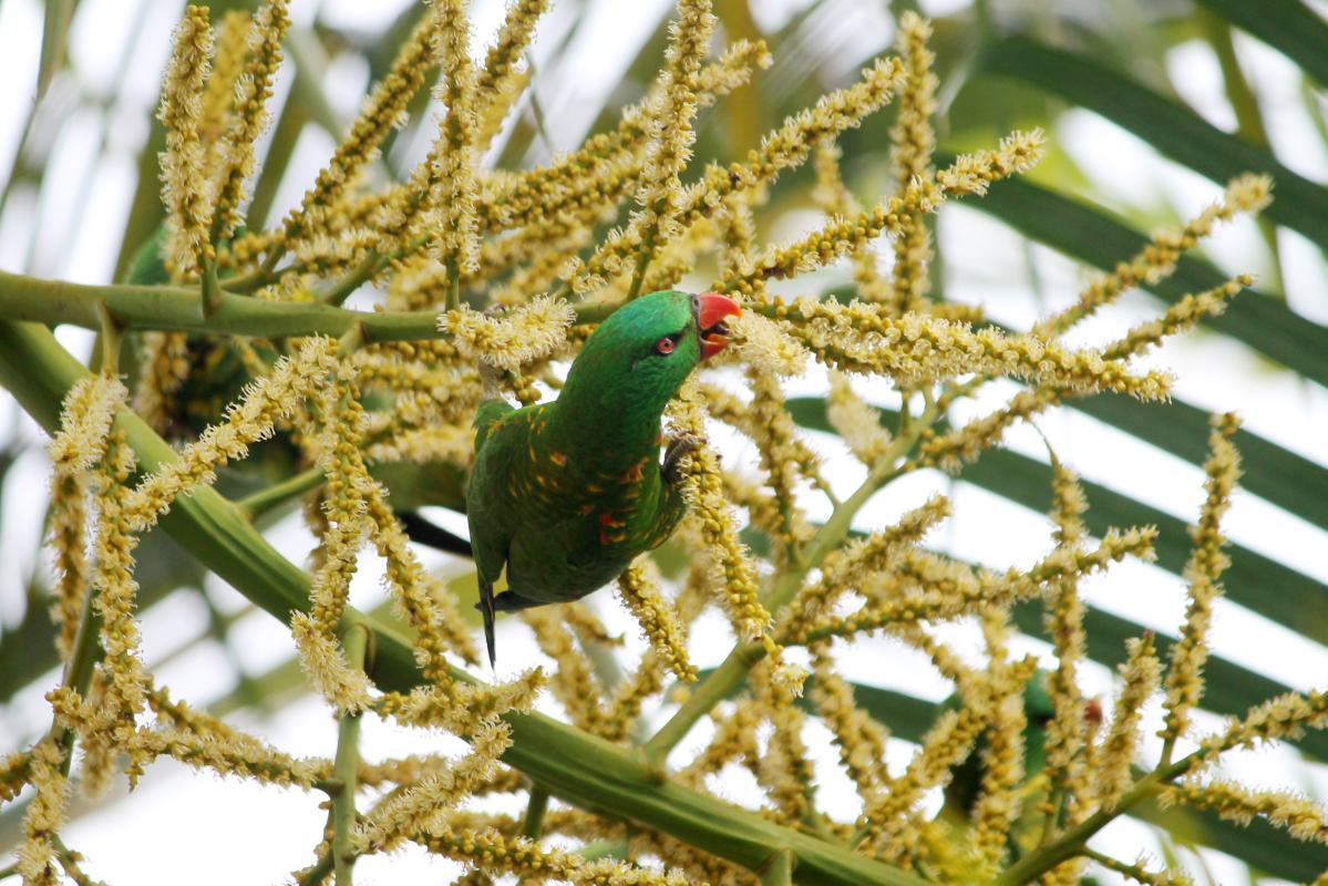 Scaly-breasted Lorikeet (Trichoglossus chlorolepidotus)