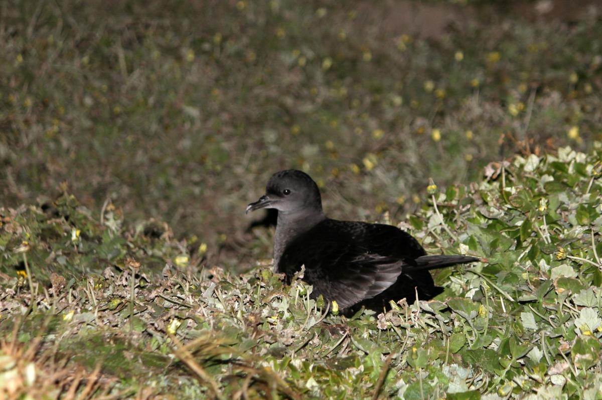 Short-tailed Shearwater (Puffinus tenuirostris), Woolamai Beach Road, Cape Woolamai, Victoria, Australia, 2013-10-27 Short-tailed Shearwater (Puffinus tenuirostris)