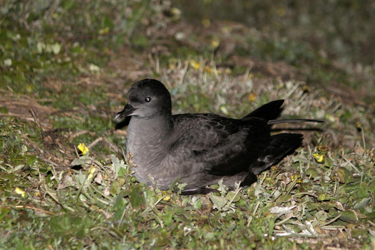 Short-tailed Shearwater (Puffinus tenuirostris), Woolamai Beach Road, Cape Woolamai, Victoria, Australia, 2013-10-27 Short-tailed Shearwater (Puffinus tenuirostris)