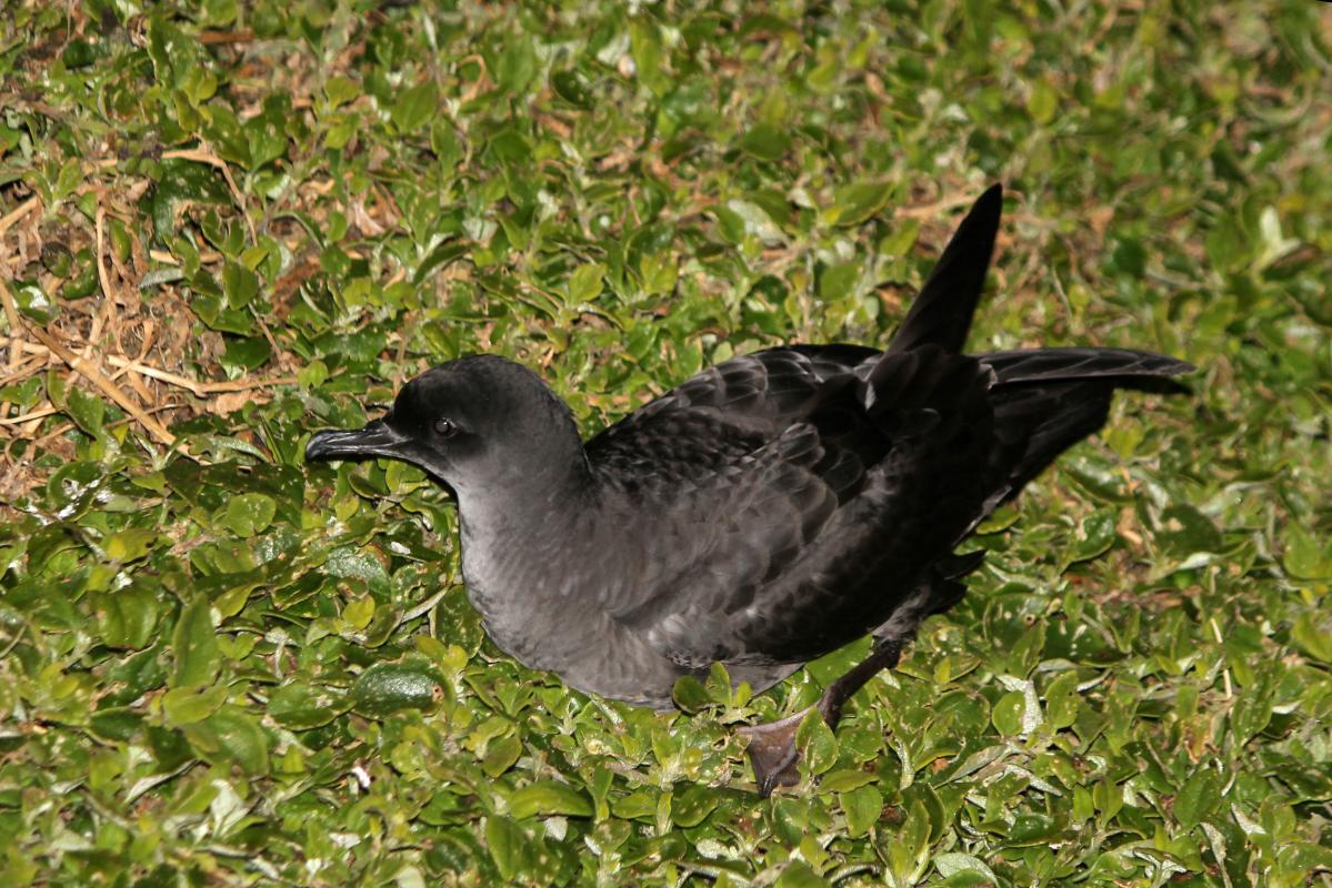 Short-tailed Shearwater (Puffinus tenuirostris), Woolamai Beach Road, Cape Woolamai, Victoria, Australia, 2013-10-27 Short-tailed Shearwater (Puffinus tenuirostris)