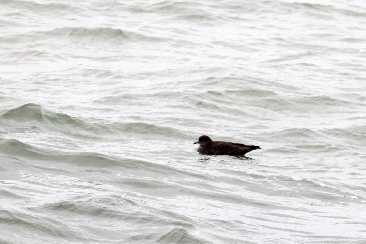 Short-tailed Shearwater (Puffinus tenuirostris), Melbourne, Elwood, Victoria, Australia, 2013-12-21 Short-tailed Shearwater (Puffinus tenuirostris)