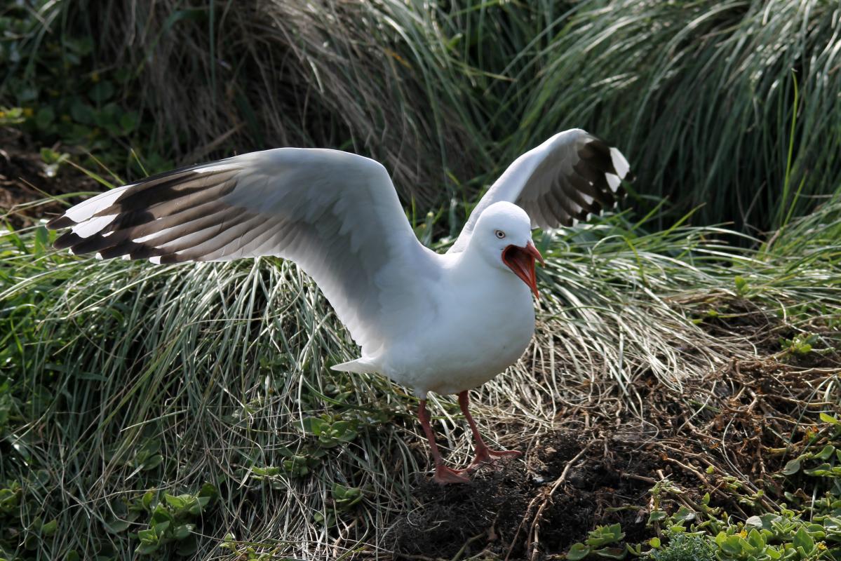 Silver Gull (Chroicocephalus novaehollandiae)