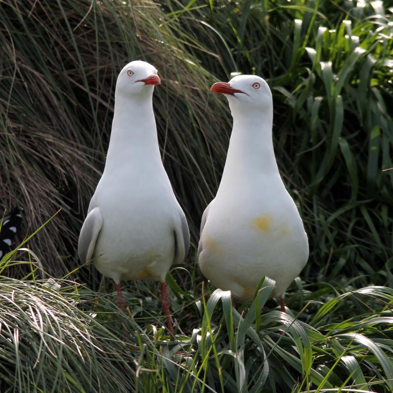 Silver Gull (Chroicocephalus novaehollandiae)