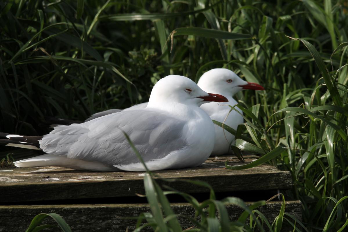 Silver Gull (Chroicocephalus novaehollandiae)