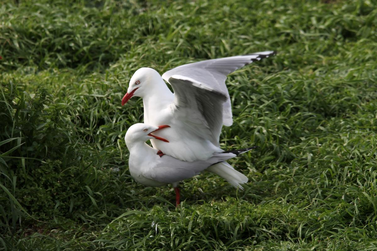 Silver Gull (Chroicocephalus novaehollandiae)