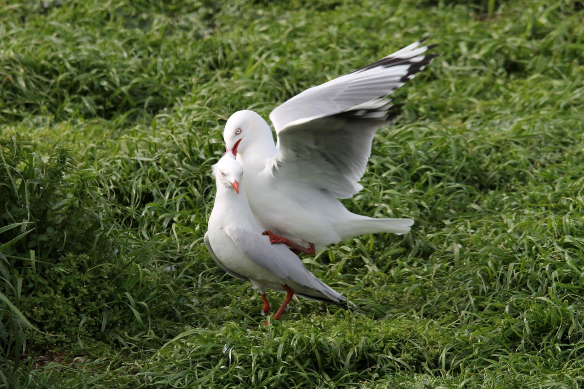 Silver Gull (Chroicocephalus novaehollandiae)