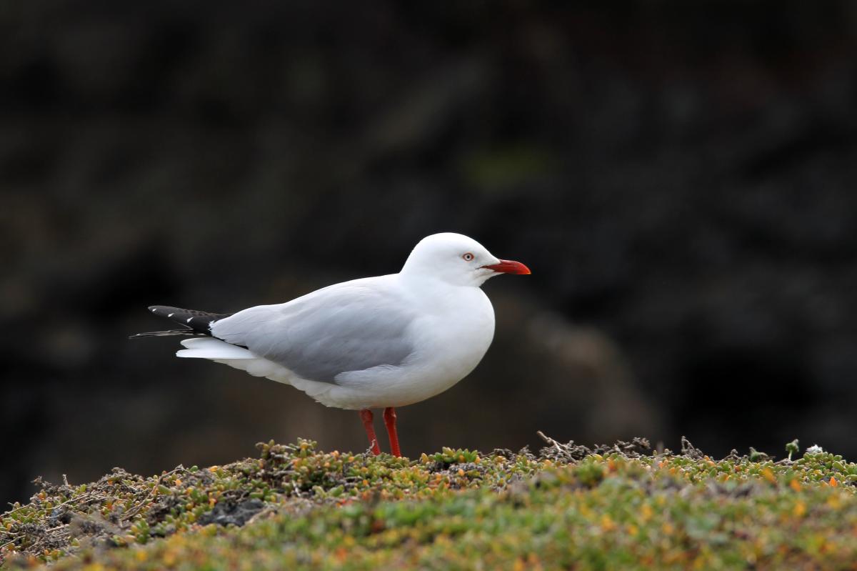 Silver Gull (Chroicocephalus novaehollandiae)