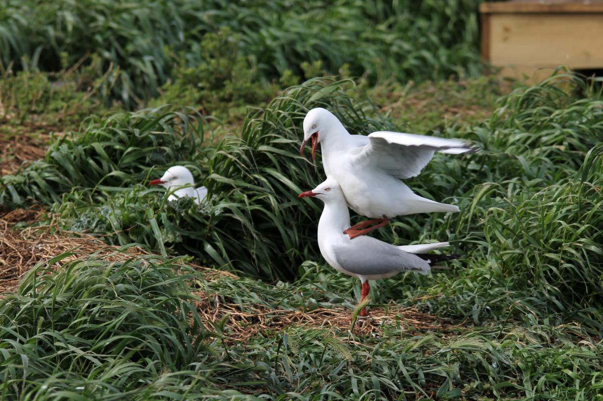 Silver Gull (Chroicocephalus novaehollandiae)