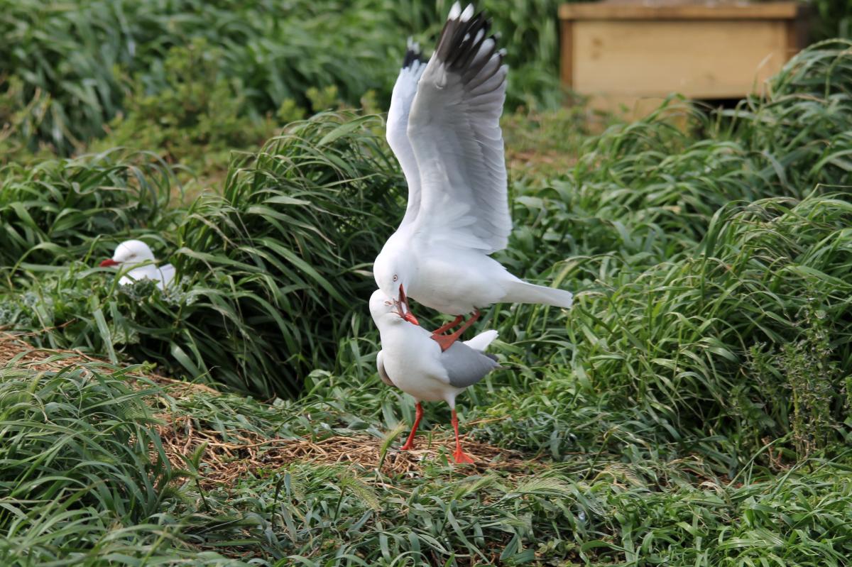 Silver Gull (Chroicocephalus novaehollandiae)