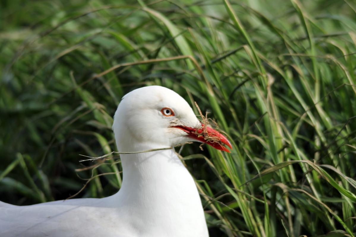 Silver Gull (Chroicocephalus novaehollandiae)