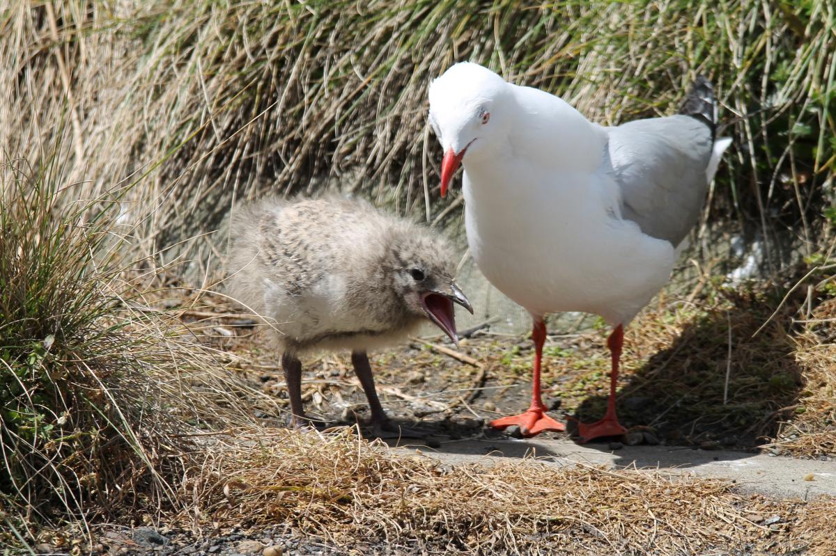 Silver Gull (Chroicocephalus novaehollandiae)