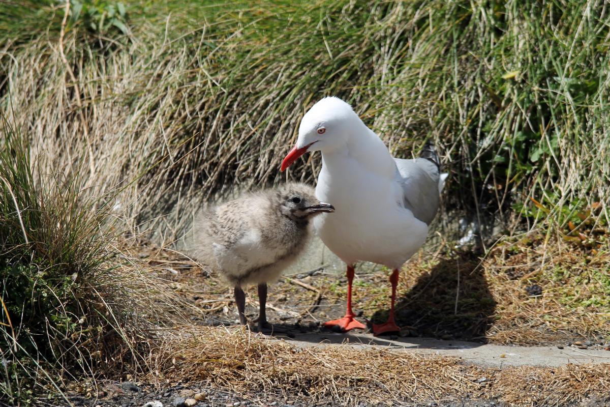 Silver Gull (Chroicocephalus novaehollandiae)