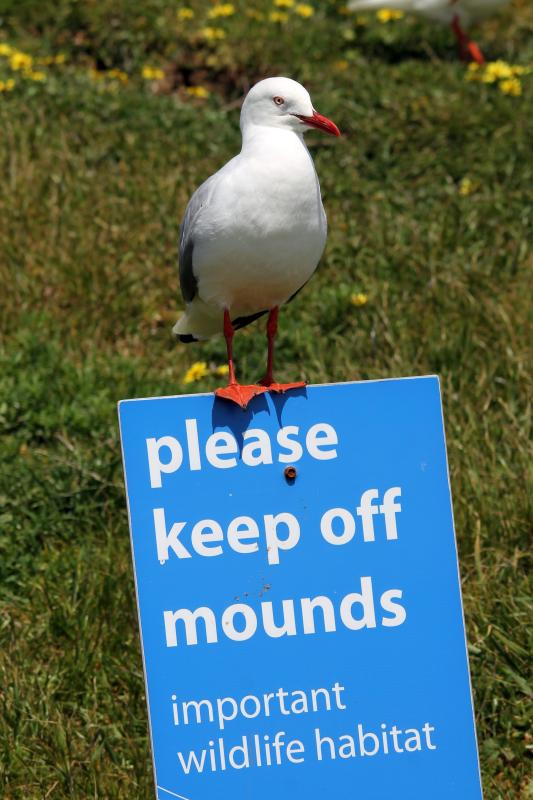 Silver Gull (Chroicocephalus novaehollandiae)