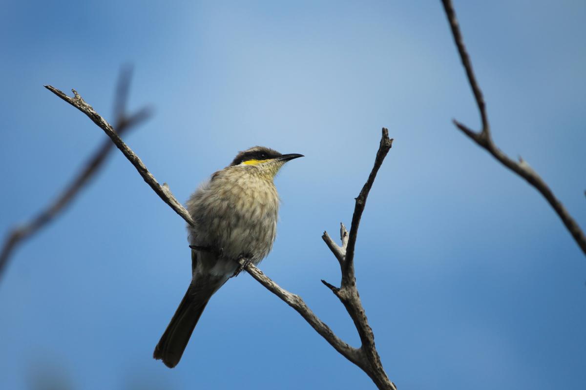 Singing Honeyeater (Lichenostomus virescens), Aireys Inlet - Fairhaven, Aireys Inlet, Victoria, Australia, 2013-01-01 Singing Honeyeater (Lichenostomus virescens)