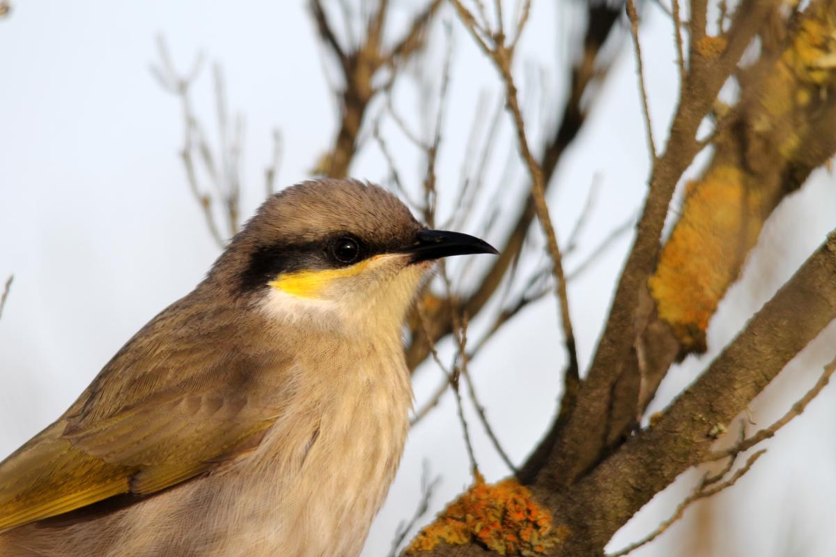 Singing Honeyeater (Lichenostomus virescens), Torquay - Jan Juc, Jan Juc, Victoria, Australia, 2013-06-09 Singing Honeyeater (Lichenostomus virescens)
