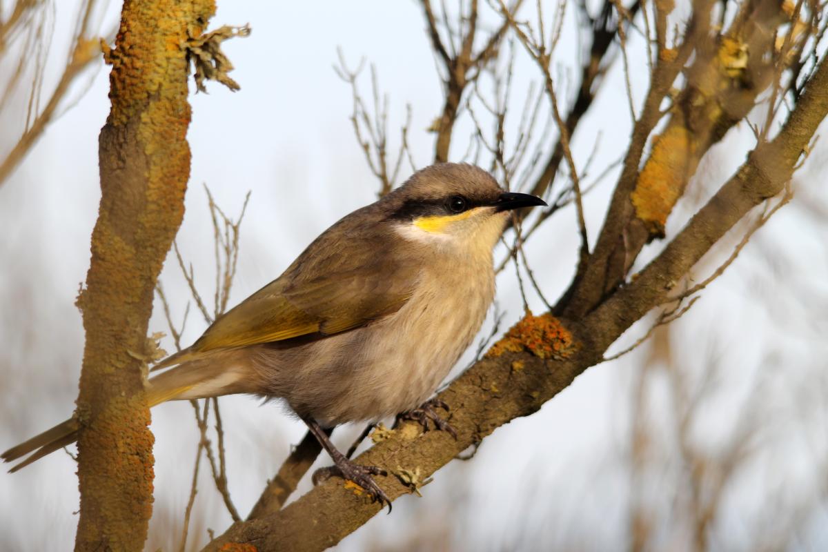Singing Honeyeater (Lichenostomus virescens), Torquay - Jan Juc, Jan Juc, Victoria, Australia, 2013-06-09 Singing Honeyeater (Lichenostomus virescens)