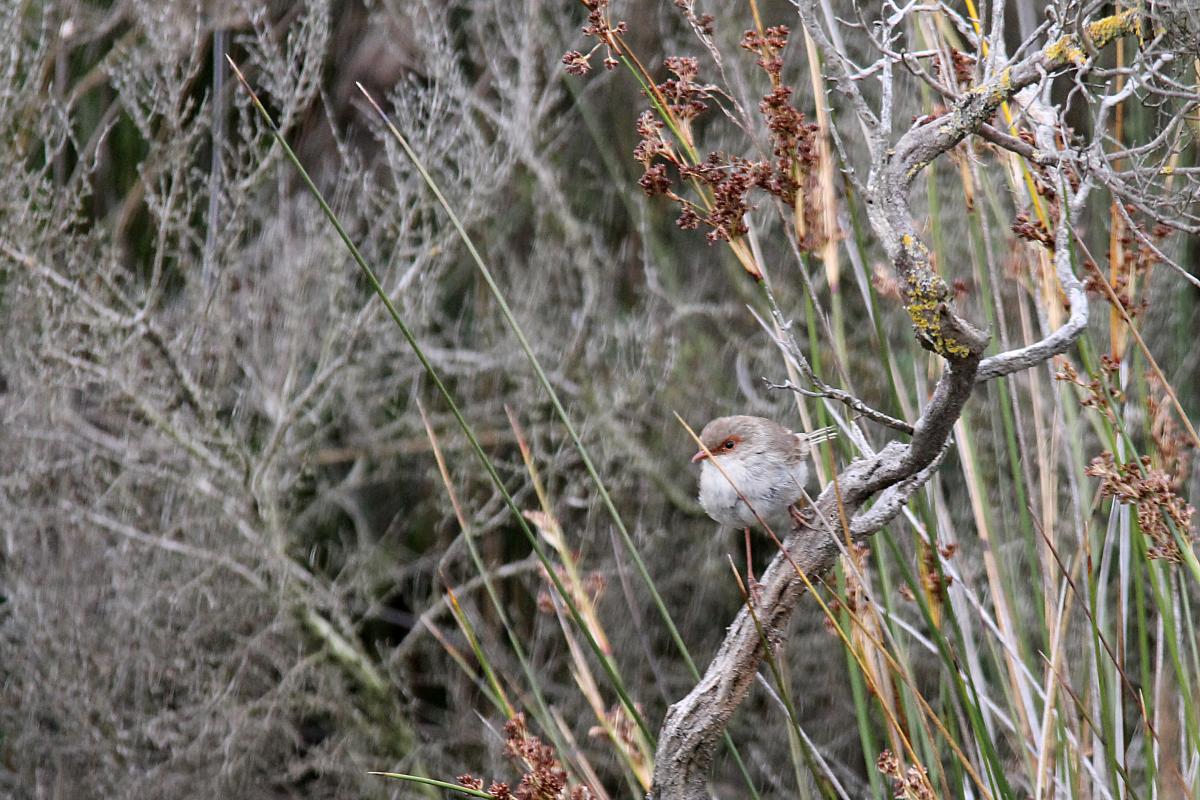Superb Fairywren (Malurus cyaneus)