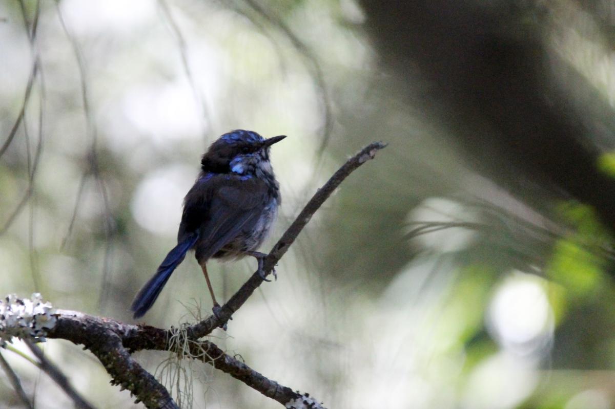 Superb Fairywren (Malurus cyaneus)