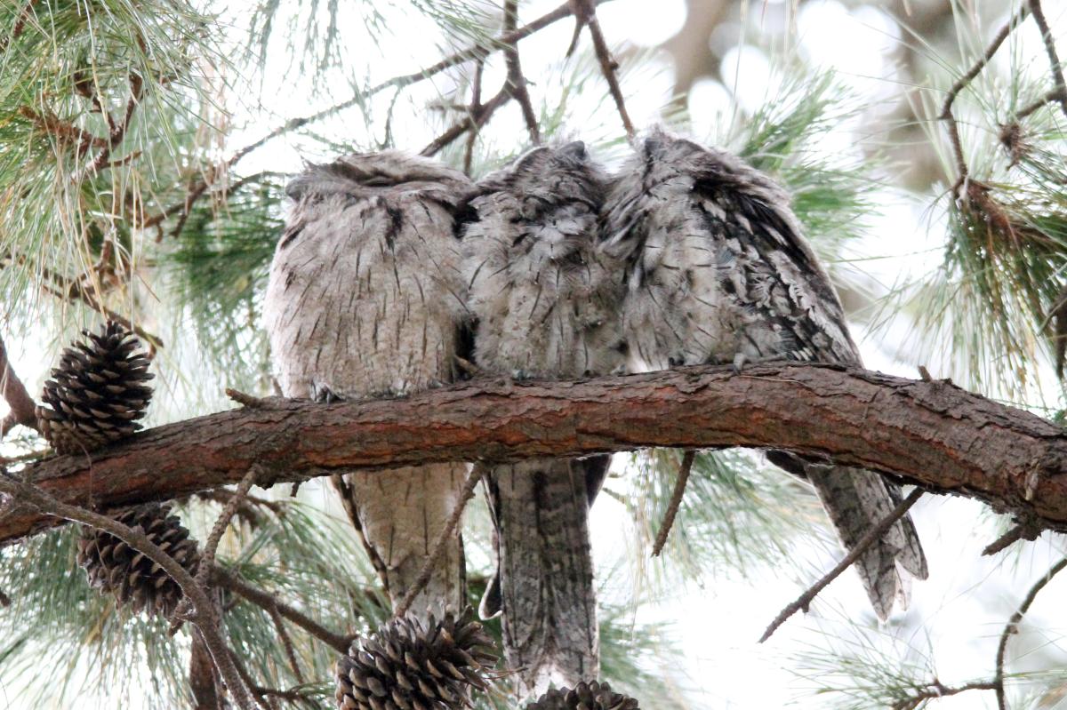Tawny Frogmouth (Podargus strigoides)