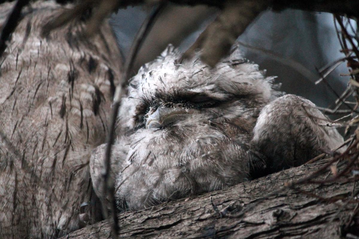 Tawny Frogmouth (Podargus strigoides)