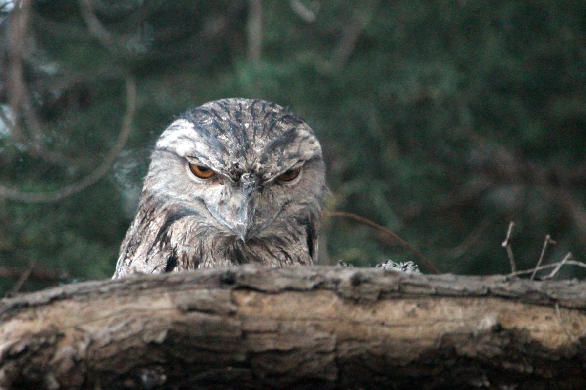 Tawny Frogmouth (Podargus strigoides)