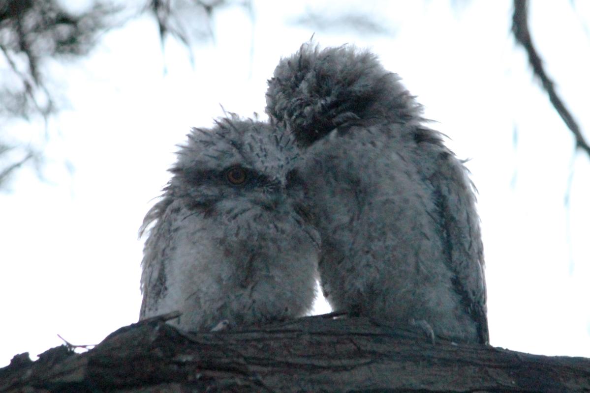 Tawny Frogmouth (Podargus strigoides)