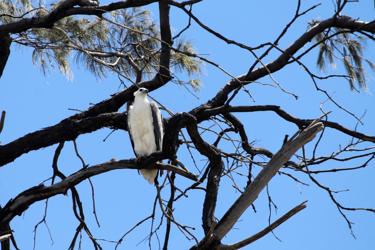 White-bellied Sea Eagle (Haliaeetus leucogaster), Unnamed Road, Booral, Queensland, Australia, 2013-02-22 White-bellied Sea Eagle (Haliaeetus leucogaster)