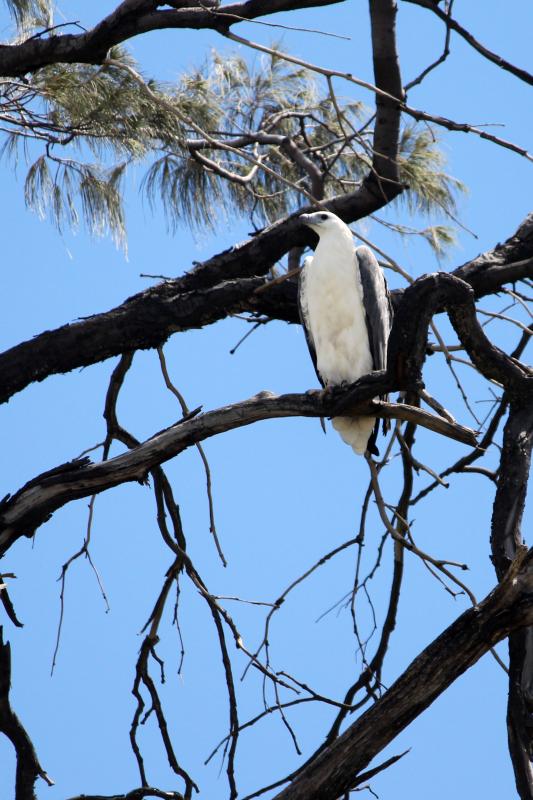 White-bellied Sea Eagle (Haliaeetus leucogaster), Unnamed Road, Booral, Queensland, Australia, 2013-02-22 White-bellied Sea Eagle (Haliaeetus leucogaster)