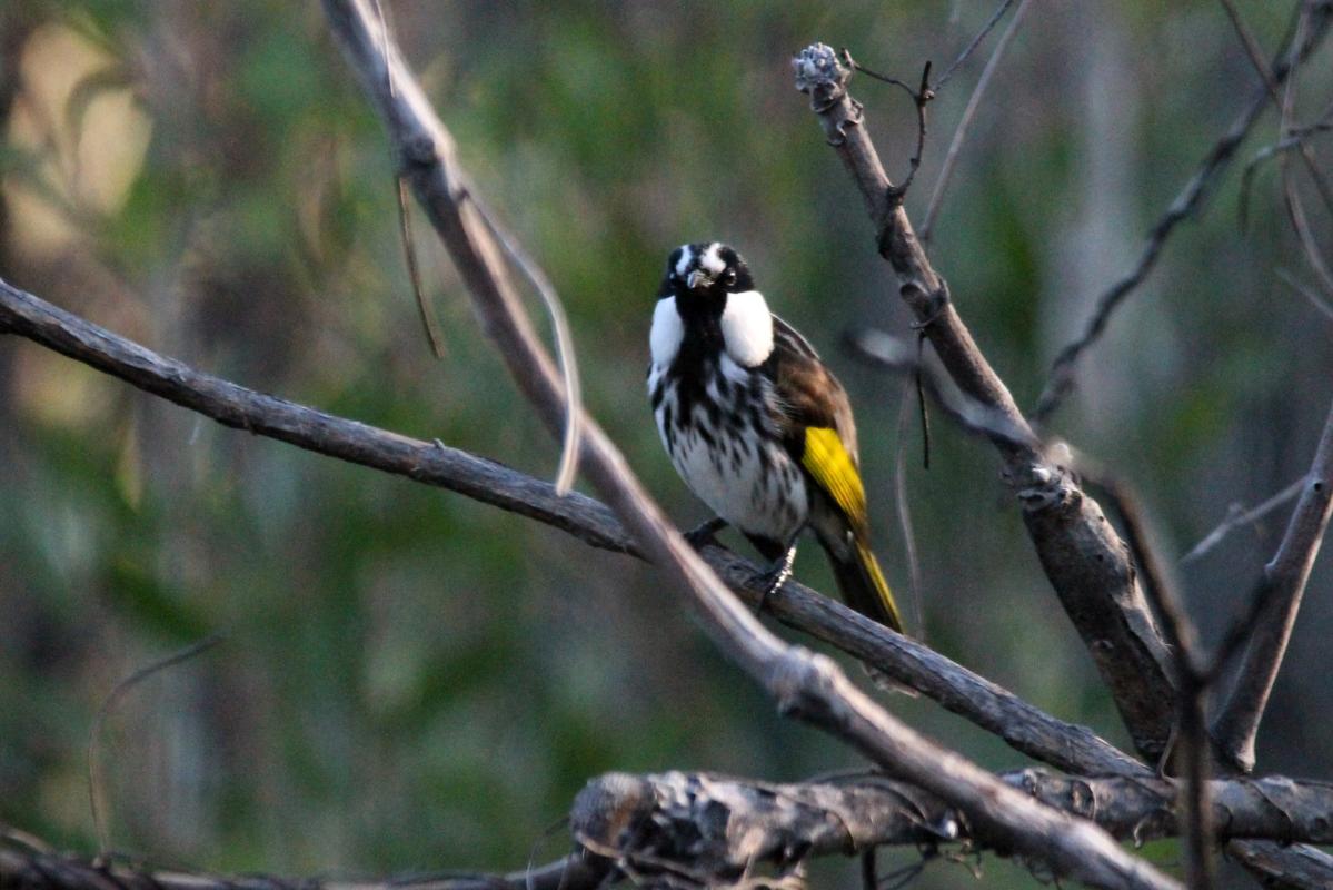 White-cheeked Honeyeater (Phylidonyris niger), Lake Mc Kenzie Road, Booral, Queensland, Australia, 2013-02-22 White-cheeked Honeyeater (Phylidonyris niger)