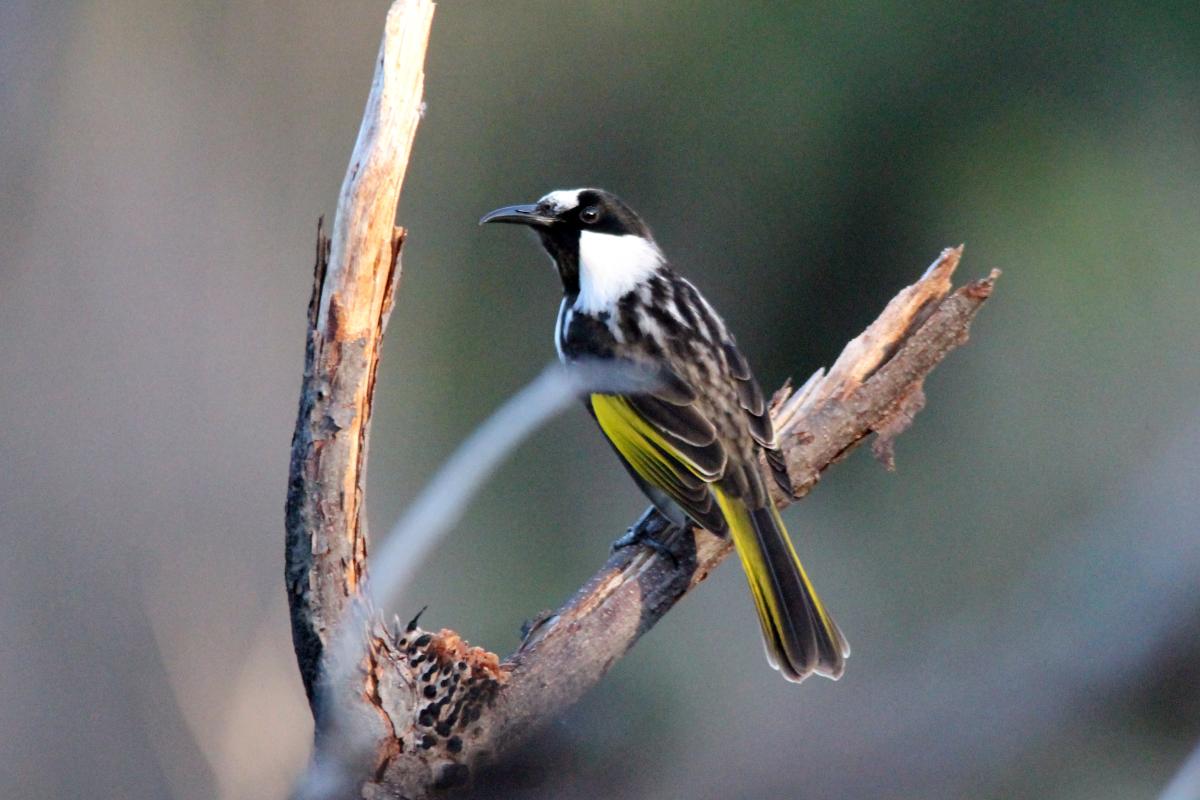 White-cheeked Honeyeater (Phylidonyris niger), Lake Mc Kenzie Road, Booral, Queensland, Australia, 2013-02-22 White-cheeked Honeyeater (Phylidonyris niger)