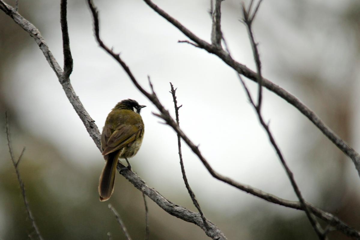 White-eared Honeyeater (Lichenostomus leucotis), Bittern Coastal Wetlands Boardwa, Bittern, Victoria, Australia, 2013-01-13 White-eared Honeyeater (Lichenostomus leucotis)