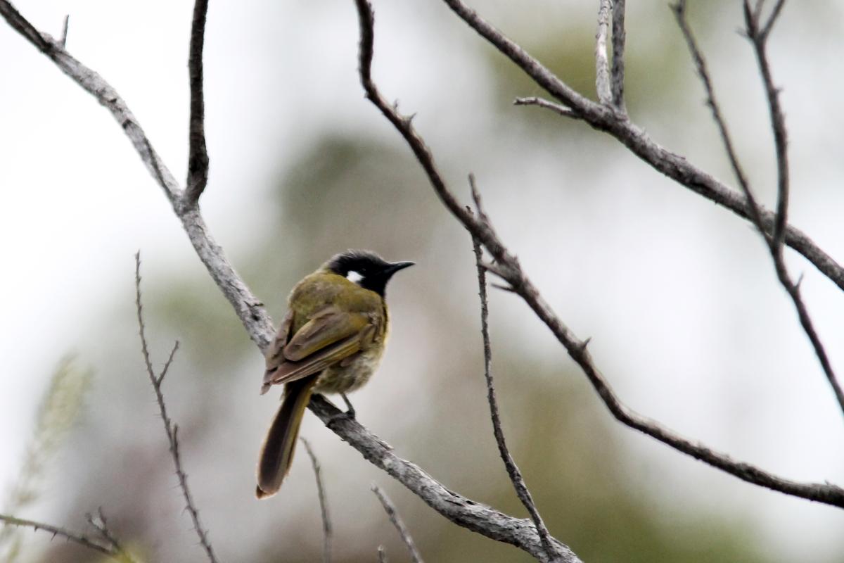White-eared Honeyeater (Lichenostomus leucotis), Bittern Coastal Wetlands Boardwa, Bittern, Victoria, Australia, 2013-01-13 White-eared Honeyeater (Lichenostomus leucotis)