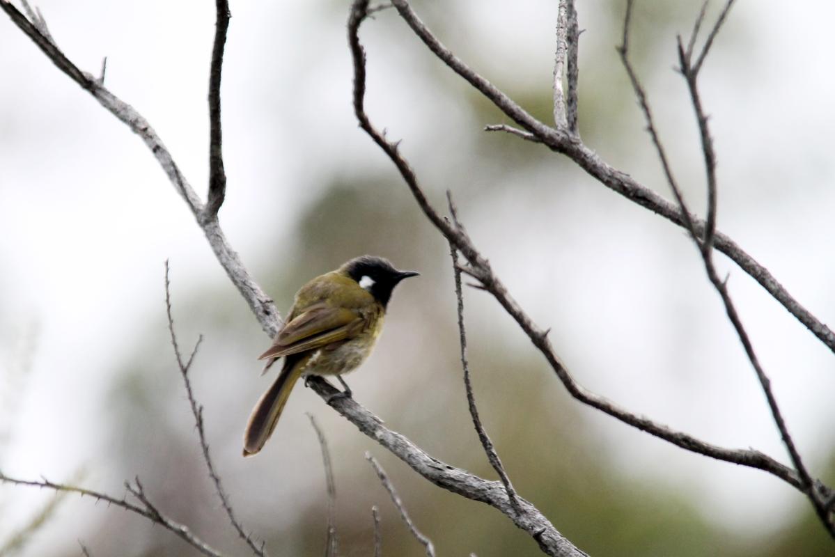 White-eared Honeyeater (Lichenostomus leucotis), Bittern Coastal Wetlands Boardwa, Bittern, Victoria, Australia, 2013-01-13 White-eared Honeyeater (Lichenostomus leucotis)