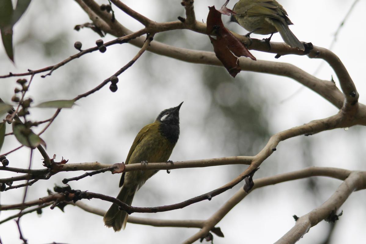 White-eared Honeyeater (Lichenostomus leucotis), Bimbi Park, Cape Otway, Victoria, Australia, 2013-04-14 White-eared Honeyeater (Lichenostomus leucotis)
