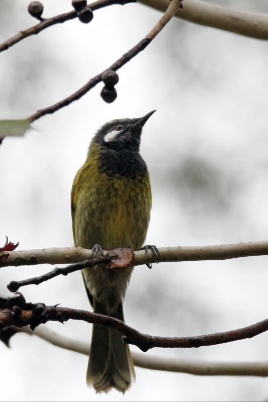 White-eared Honeyeater (Lichenostomus leucotis), Bimbi Park, Cape Otway, Victoria, Australia, 2013-04-14 White-eared Honeyeater (Lichenostomus leucotis)