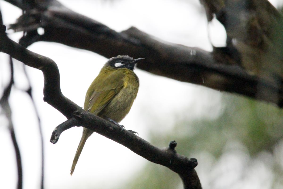White-eared Honeyeater (Lichenostomus leucotis), Bimbi Park, Cape Otway, Victoria, Australia, 2013-04-14 White-eared Honeyeater (Lichenostomus leucotis)