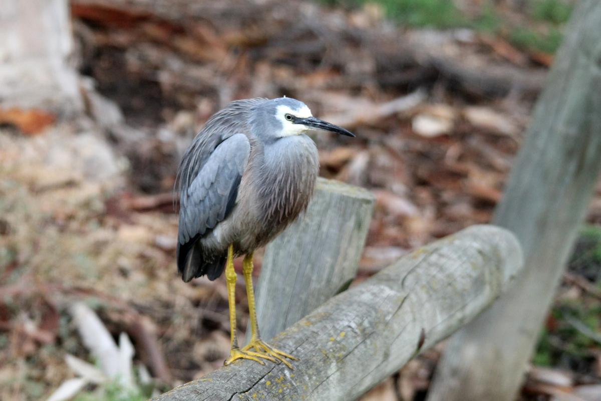 White-faced Heron (Egretta novaehollandiae)