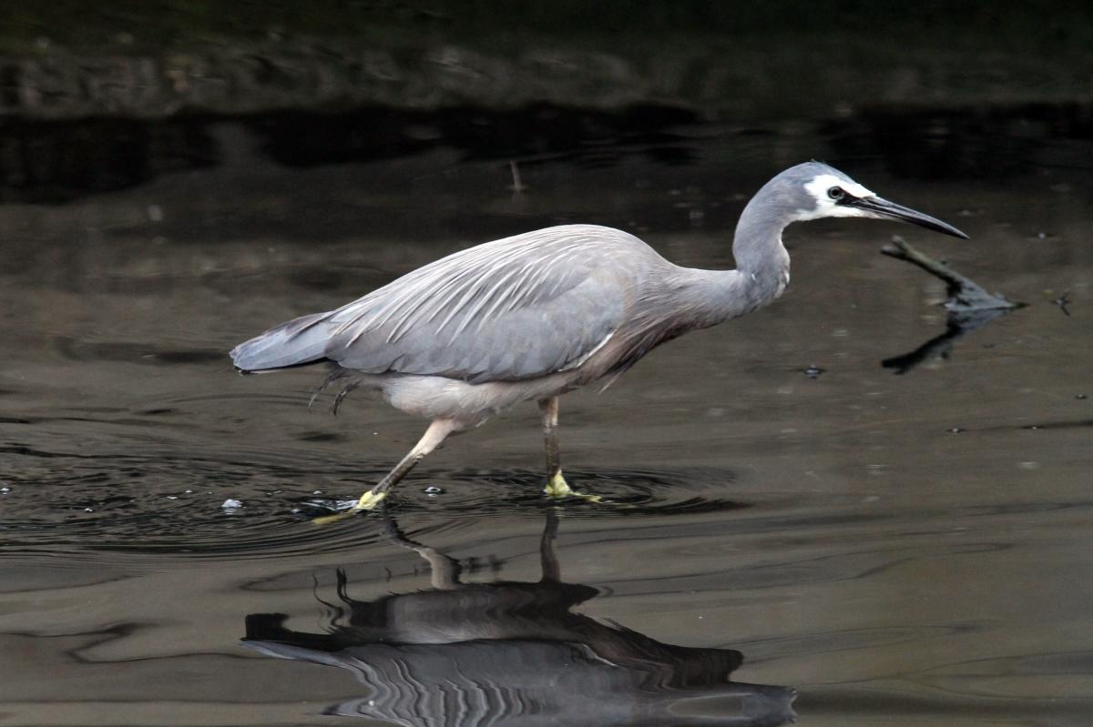 White-faced Heron (Egretta novaehollandiae)