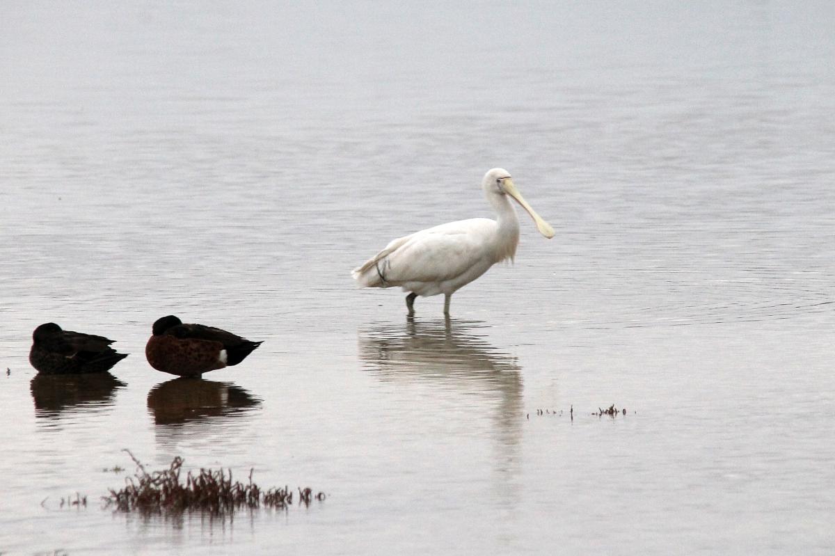 Yellow-billed Spoonbill (Platalea flavipes)