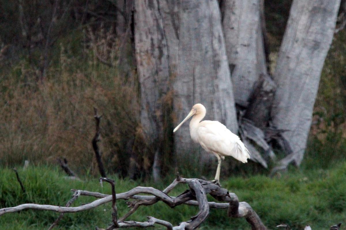 Yellow-billed Spoonbill (Platalea flavipes)