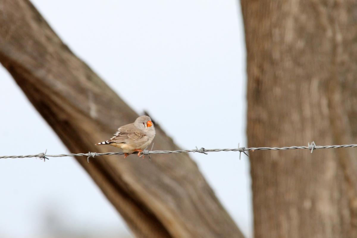 Zebra Finch (Taeniopygia guttata), Lake Borrie Inner Road, Point Wilson, Victoria, Australia, 2013-05-26 Zebra Finch (Taeniopygia guttata)