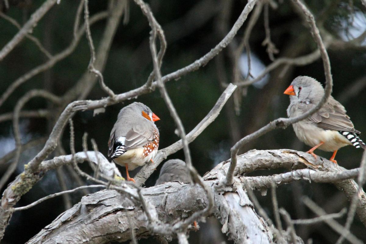 Zebra Finch (Taeniopygia guttata), Lake Borrie Inner Road, Point Wilson, Victoria, Australia, 2013-05-26 Zebra Finch (Taeniopygia guttata)