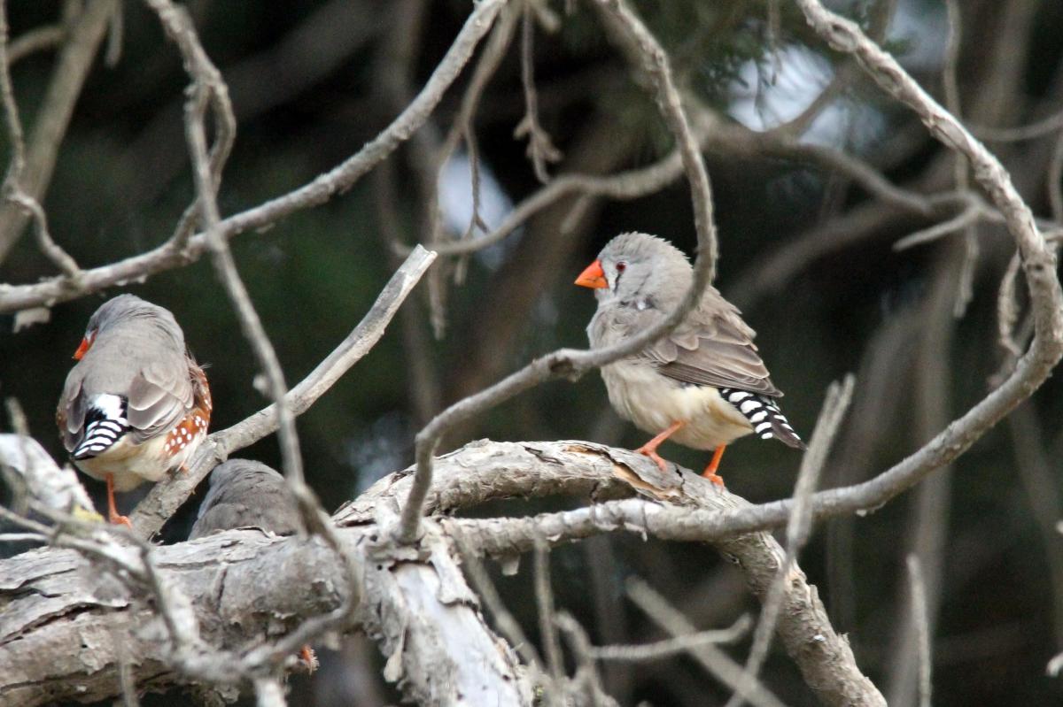 Zebra Finch (Taeniopygia guttata), Lake Borrie Inner Road, Point Wilson, Victoria, Australia, 2013-05-26 Zebra Finch (Taeniopygia guttata)