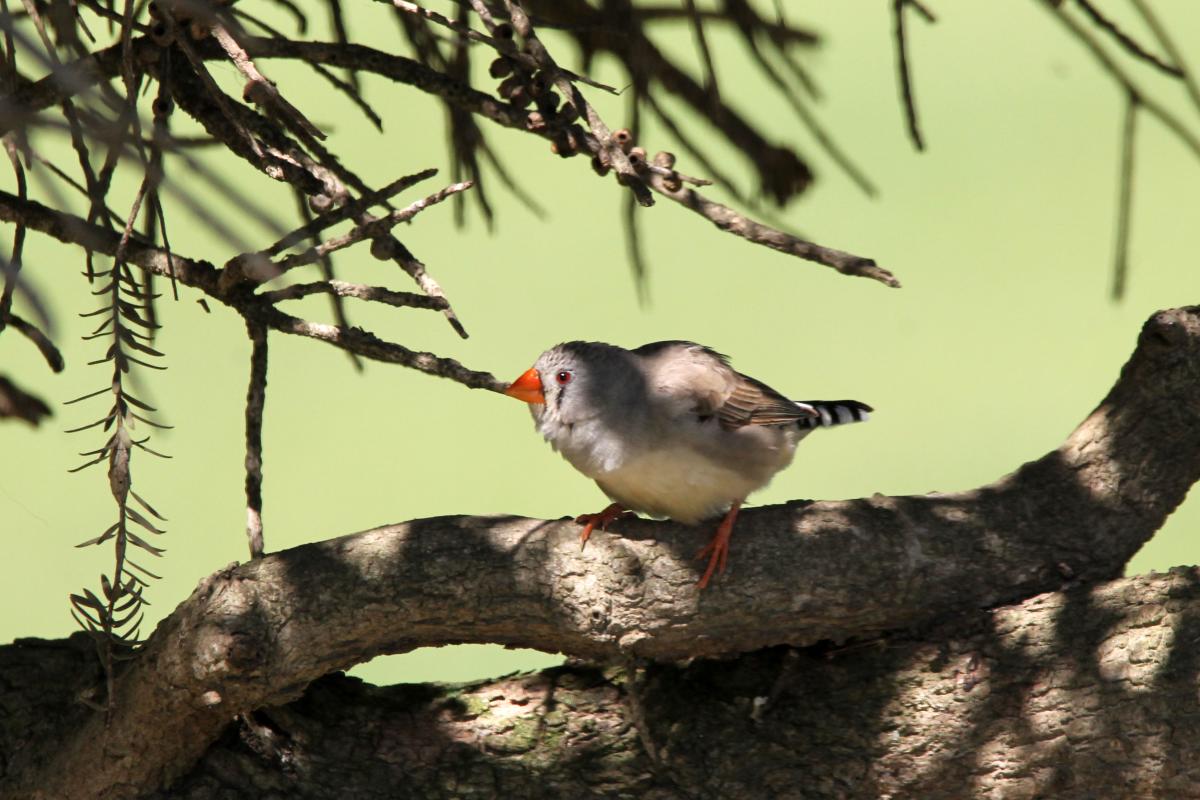 Zebra Finch (Taeniopygia guttata), Chirnside Road, Point Wilson, Victoria, Australia, 2013-09-22 Zebra Finch (Taeniopygia guttata)