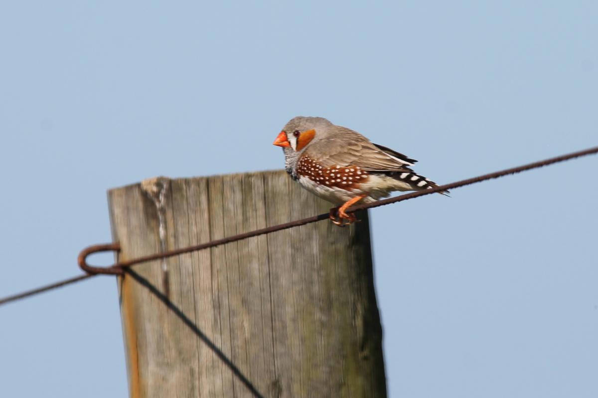 Zebra Finch (Taeniopygia guttata), Lake Borrie Inner Road, Point Wilson, Victoria, Australia, 2013-09-22 Zebra Finch (Taeniopygia guttata)