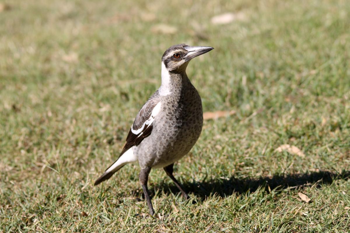 Australian Magpie (Cracticus tibicen)