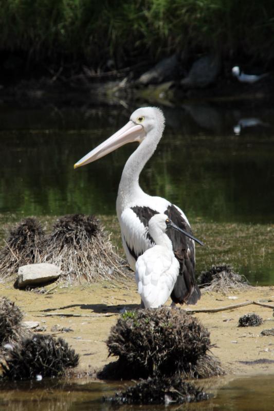 Australian Pelican (Pelecanus conspicillatus)
