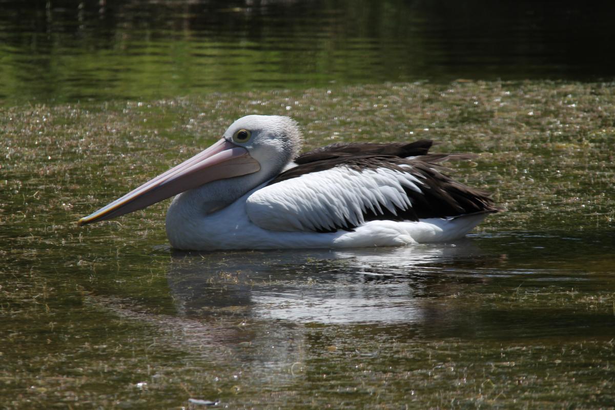 Australian Pelican (Pelecanus conspicillatus)