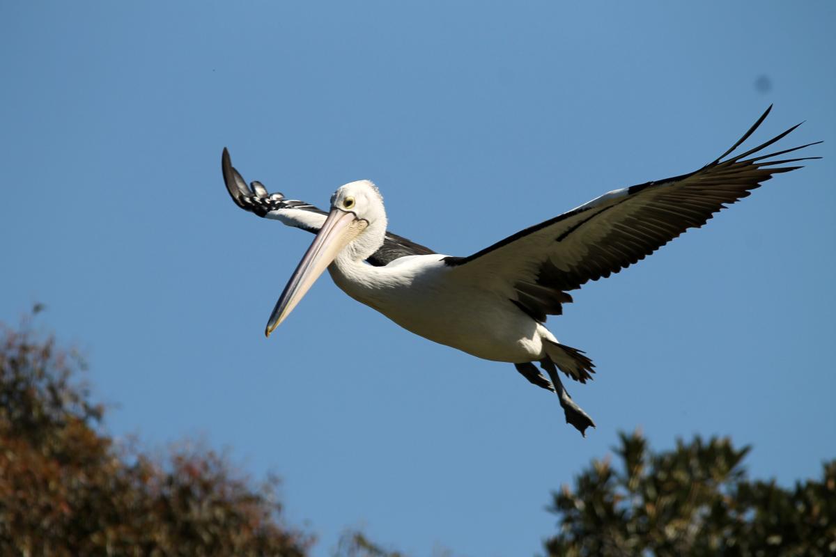 Australian Pelican (Pelecanus conspicillatus)
